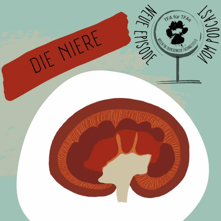 Die Nieren