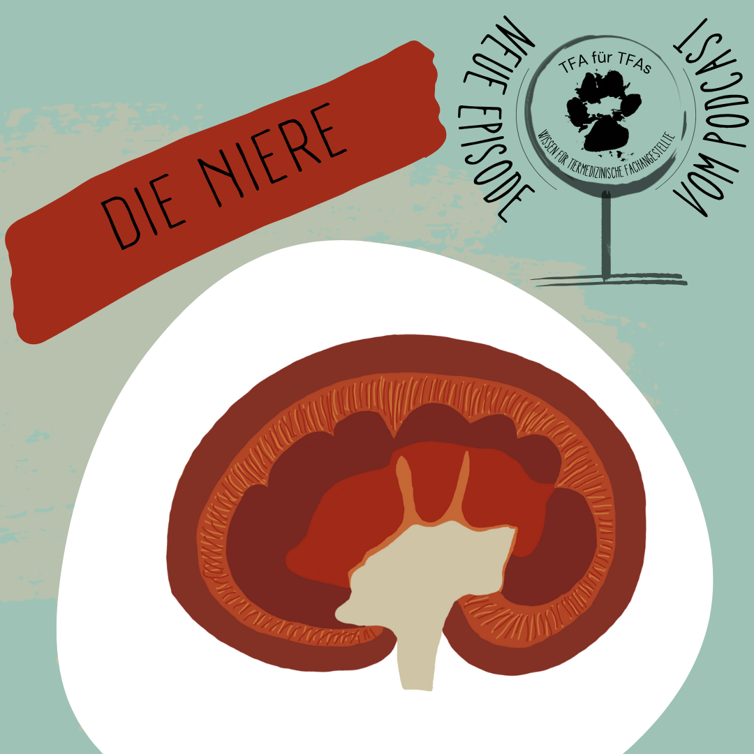 Die Nieren