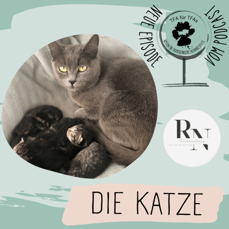 Die Katze im Podcast