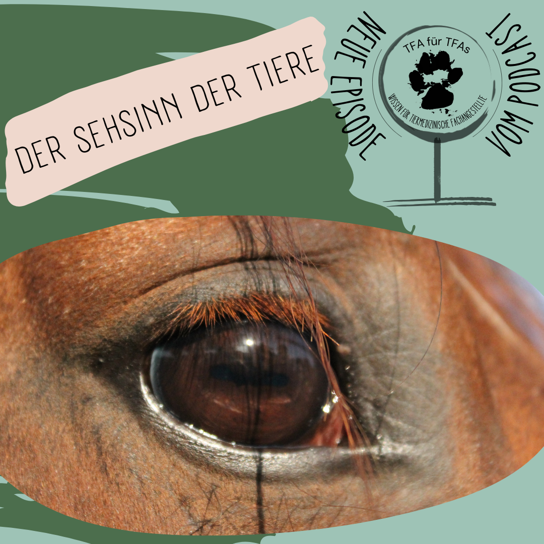 Der Sehsinn der Tiere