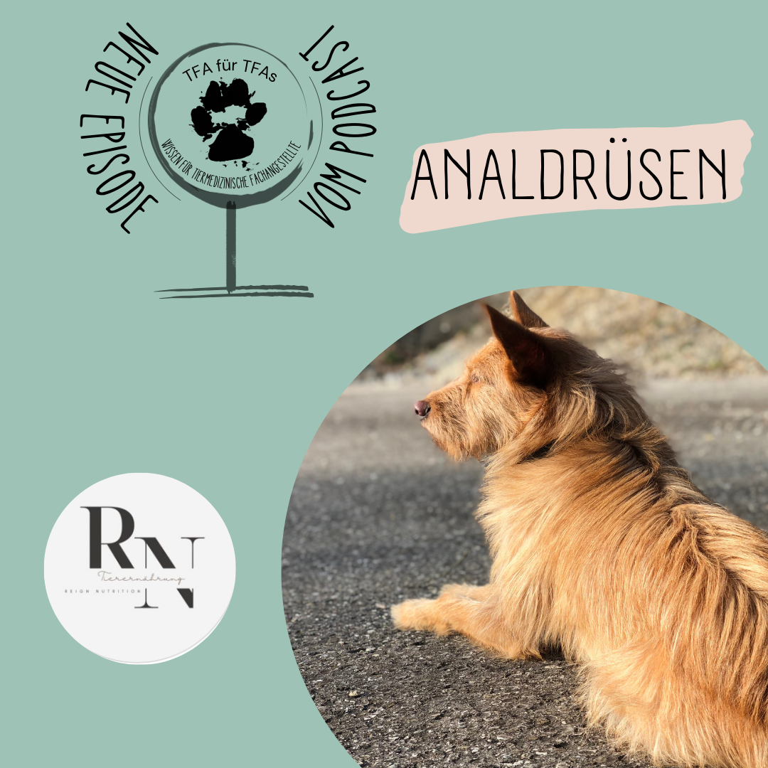 Analdrüsen beim Hund