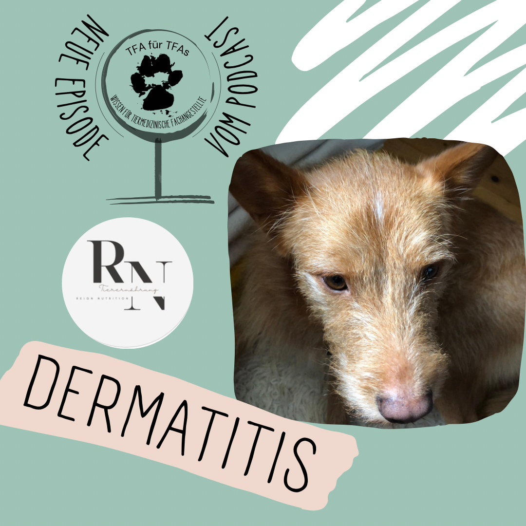 Dermatitis beim Hund