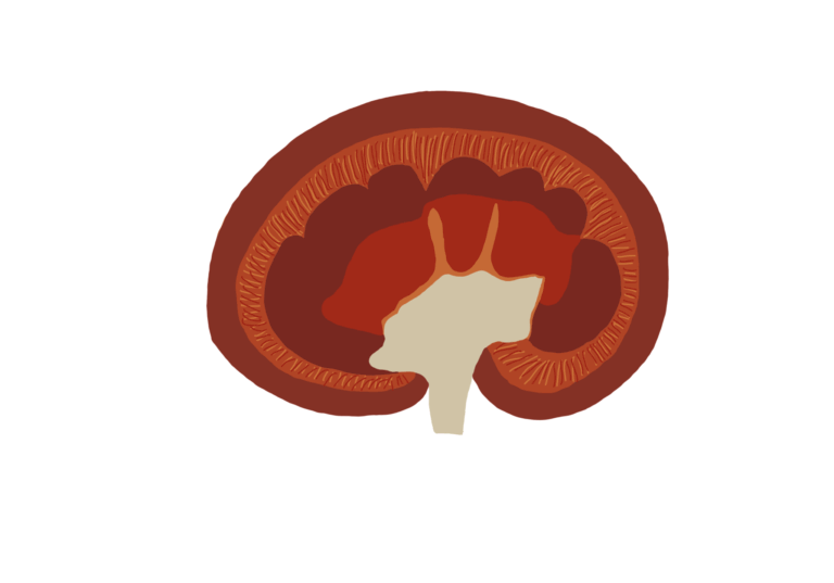 Die Nieren – lebenswichtige Organe bei unseren Tieren